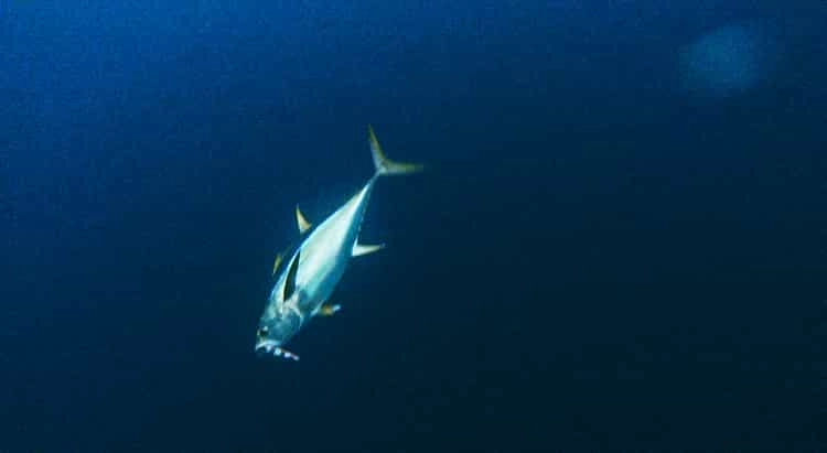 Deep Sea Fishing Mauritius
